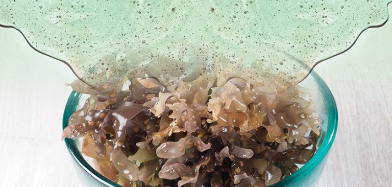 SEA MOSS: How To Prepare, Flavor & Use Sea Moss Gel - Seaweeding Algae ...